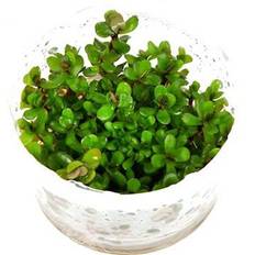 1-2-Grow Tropica Rotala indica 'Bonsai'