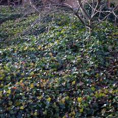 Hedera hibernica 'Hestor' (Efeu)