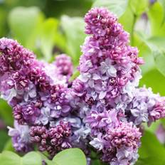 Storblomstret Syren Katherine Havemeyer 30-60 cm. - Syringa vulgaris Katherine Havemeyer