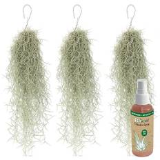 vdvelde.com - Ecoworld Tillandsien Echt Usneoides Luftpflanzen + Tillandsia Spray für kräftige und intensiver gefärbte Pflanzen - 3 Strauß ca. 50 cm lang - Hängende Zimmerpflanzen Aus eigen Gärtnerei