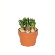 Perlehyacint, Muscari Armeniacum, Ø12 cm (På lager i butik)