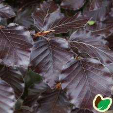 Blodbøg Swat Magret 150-175 cm. - Fagus sylvatica Swat Magret