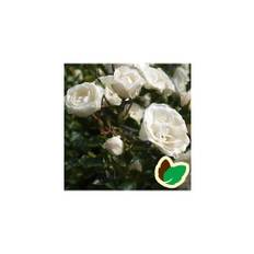 Rose Waltz - Slyngrose Courtyard Climber / Barrods