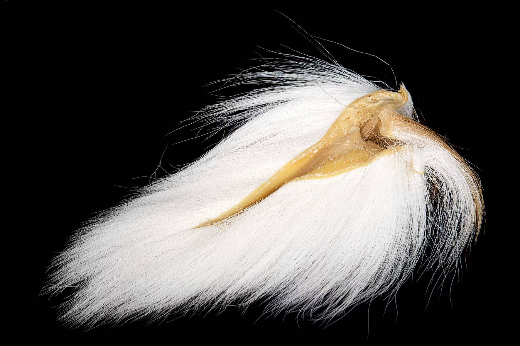 Bucktail Medium