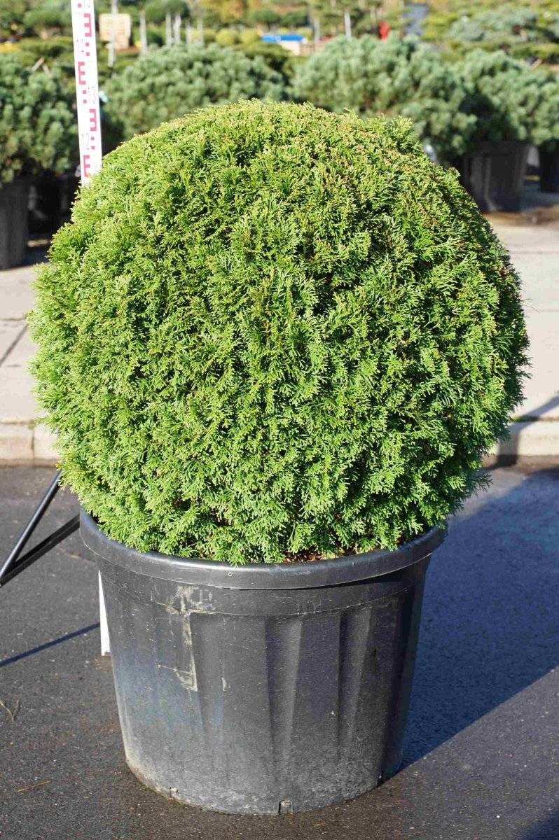 Ädeltuja Klot - Thuja occidentalis Smaragd (Storlek: 100/+ C180)