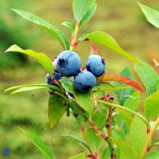 Storfrugtet Blåbær 'Blue Crop'