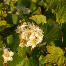 Physocarpus malvaceus 'Pyso' (Blærespiræa) Salgsh: 50-80 cm. (Barrodet bundt m/10 stk)