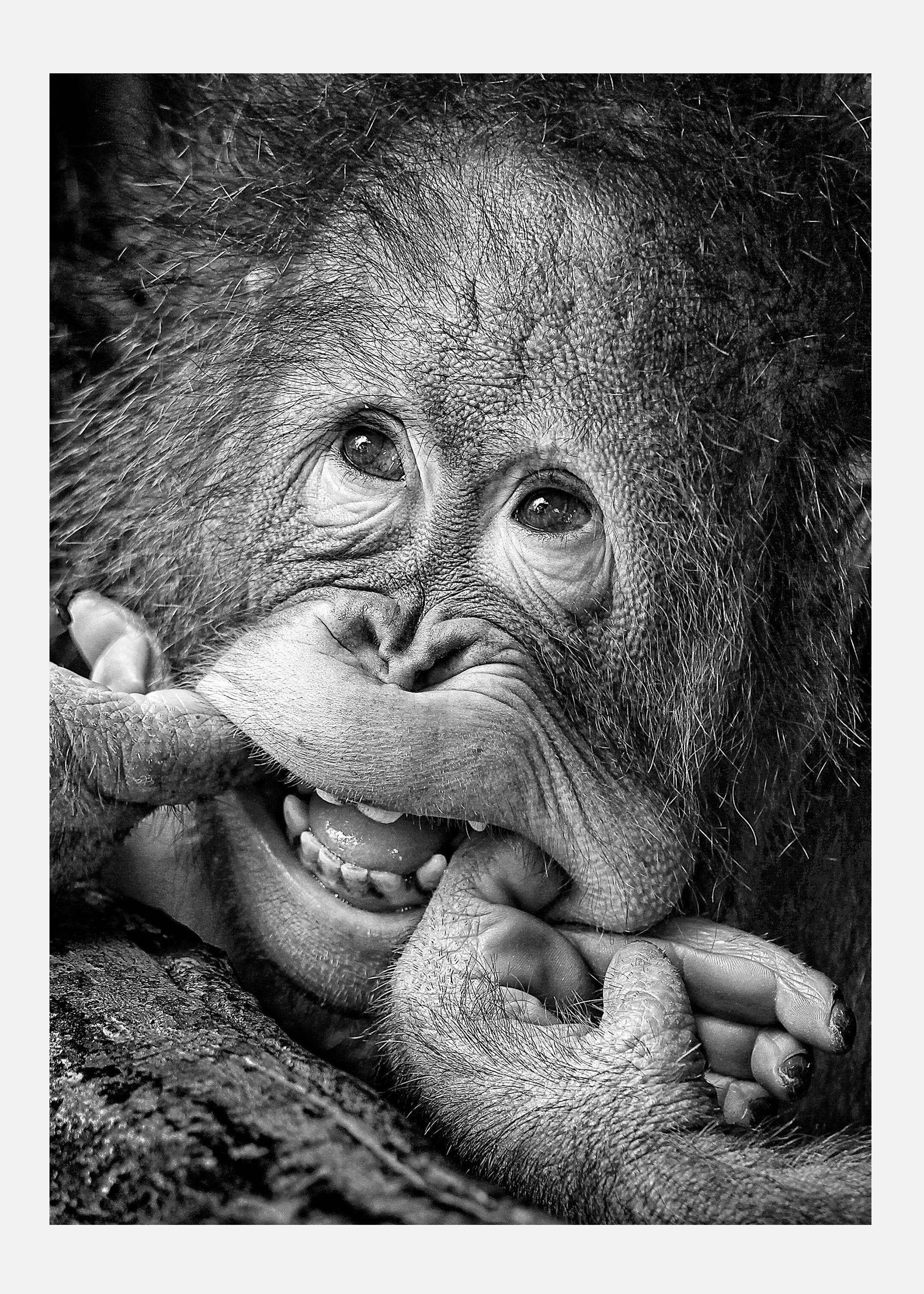 Big Smile.....please Canvastavla (30x40 cm)