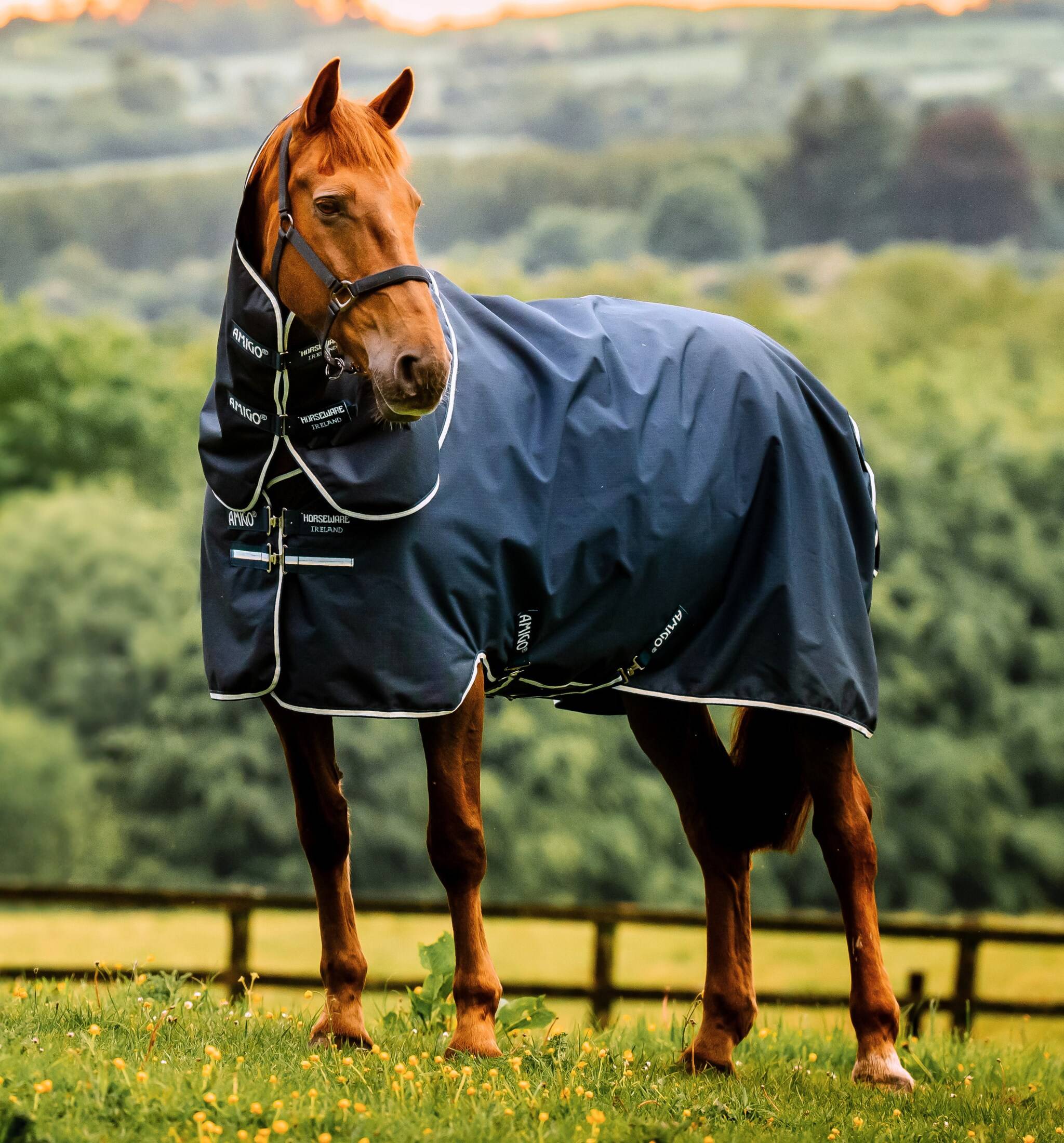 Amigo RS 900D Plus TO - 0g - Witney Navy, Horseware