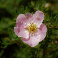 Potentilla fruticosa �Lovely Pink�