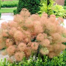 Perukbuske - Cotinus coggygria Young Lady ® (Storlek: 40-50 C5)
