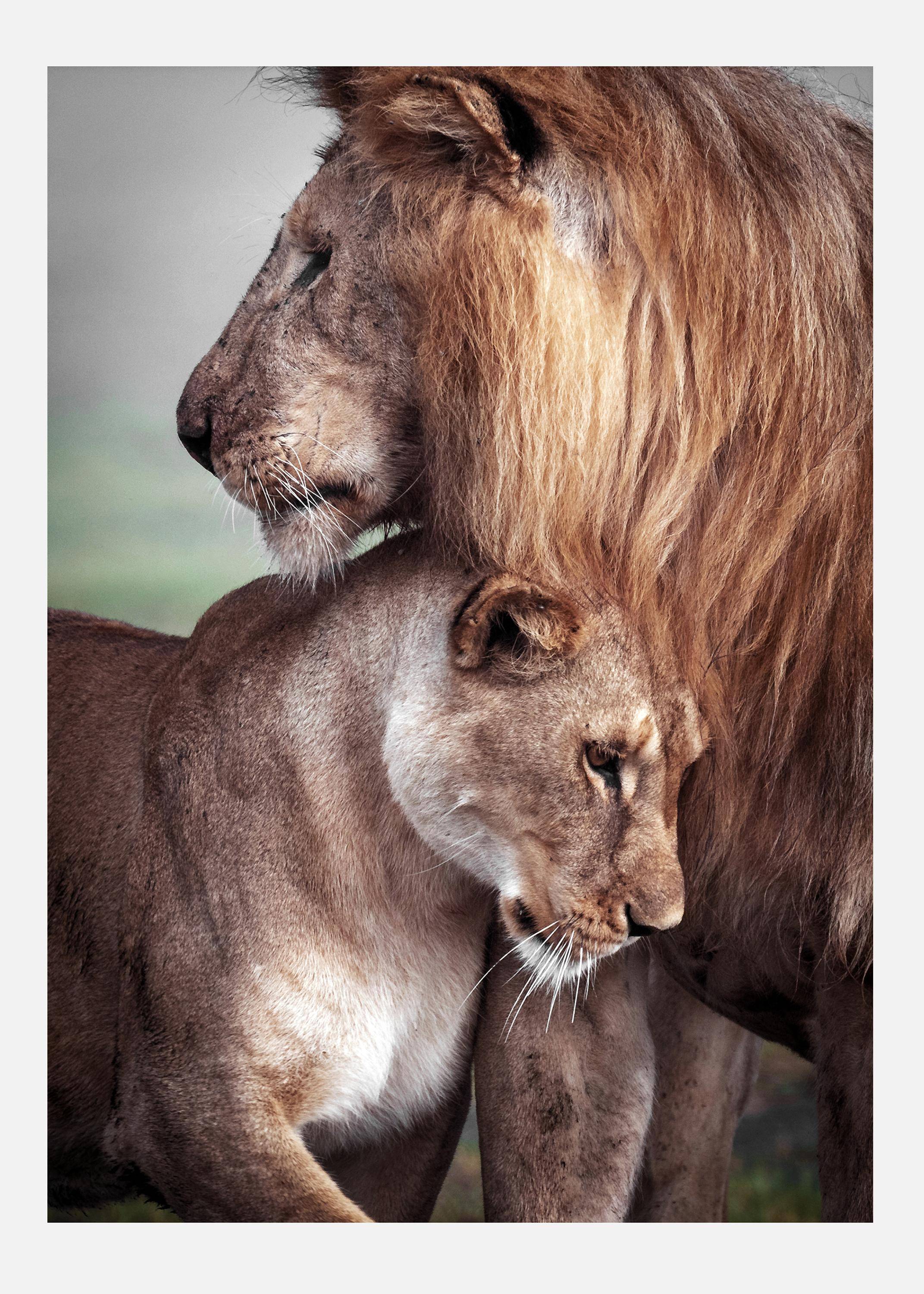 Wild Lion Love Canvastavla (30x40 cm)