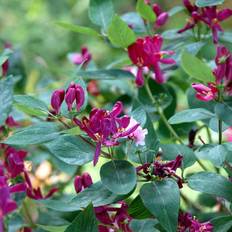 Gedeblad Tatarisk (Lonicera tatarica 'Arnold Red') 40-60 cm