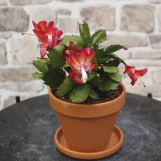 Novemberkaktus (Schlumbergera truncata) Rød/Pink