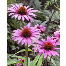 Solhat, Echinacea Purpurea 'Magnus' - 12 cm potte