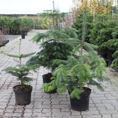 Nordmannsgran (Abies nordmanniana) 120-150 cm 2. sortering