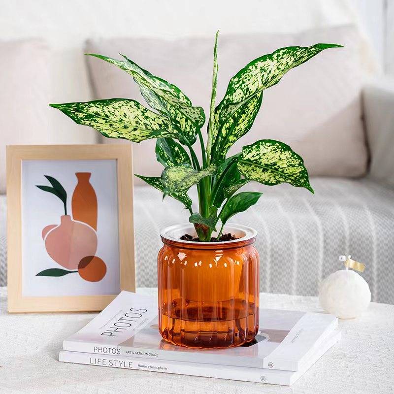 Self-absorbent Hydroponic Flowerpot Plastic Resin Transparent Small Green Plant Green Radish Succulent Phalaenopsis Pot - Transparent Orange