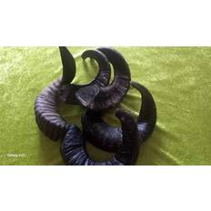 Mega gedehorn 300 – 500 gram -1 og 2 stk