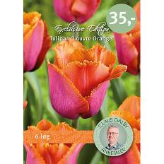 Tulips louvre orange 6 løg (På lager i varehus)