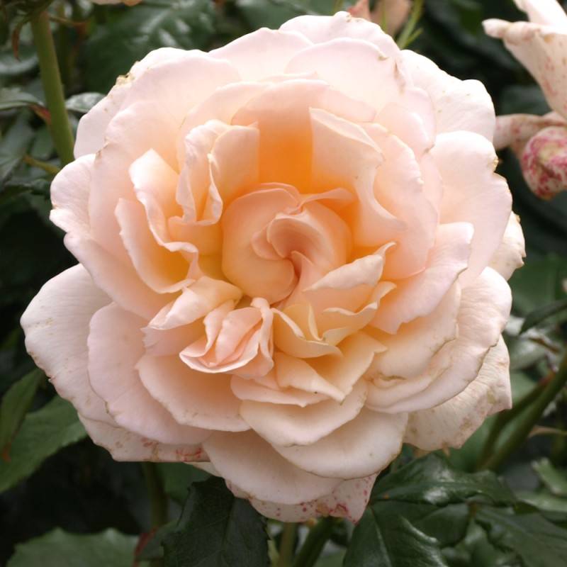 Rose Morten Korch - Storblomstret Rose / Barrods.