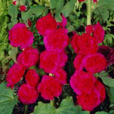 Stockros - Alcea rosea Pleniflora Röd (Krukstorlek: C11cm)