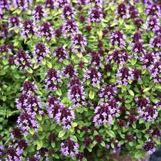 Krybende timian (Thymus Citriodorus 'Aureus')