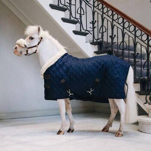 Kentucky Horsewear Show Rug - Navy - 90cm - 4'6