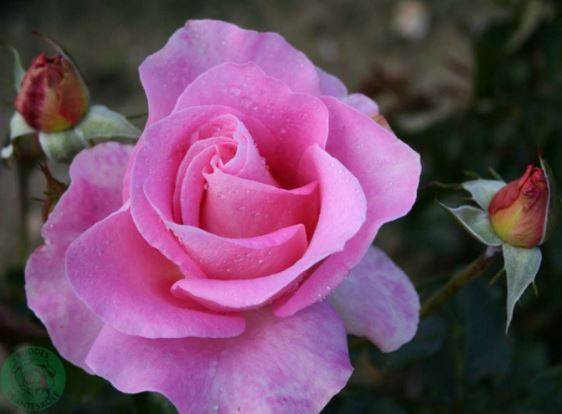 Hella Joof rose