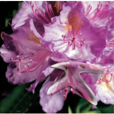 Rhododendrongødning 10-2-7 15 kg