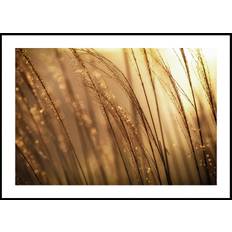 Autumn Dew Poster (70x100cm) - Plakater > Fotografiska Posters, Höst Posters, Botaniska Posters, Natur Posters