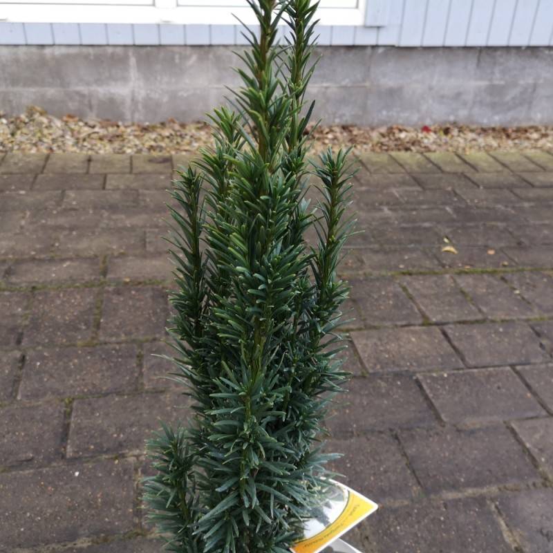 Søjletaks Robusta 100-125 cm. m. Klump - Taxus baccata Fastigiata Robusta