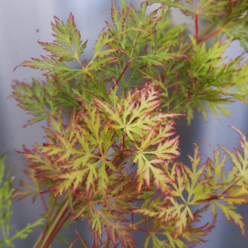 Japansk Ahorn Emerald Lace - Acer palmatum Emerald Lace
