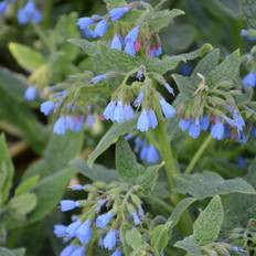 Kulsukker (Symphytum azureum)