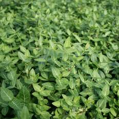 Euonymus ´Nyrens´ - Lav Benved