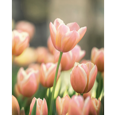 Tulipan, Tulipa 'Serano' - 8 stk blomsterløg