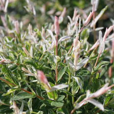 Salix integra 'Hakuro Nishiki' (JAPANSK PIL) Stammehøjde 80 cm