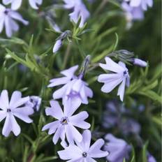Lyngfloks 'Fabolous Blue Dark Center'