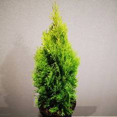 Thuja Golden Smaragd 30-40 cm. - Thuja occidentalis Golden Smaragd