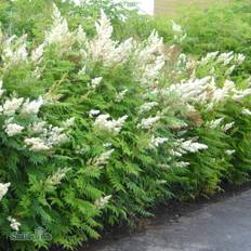 Rönnspirea (Storlek: busk C3,5)