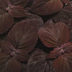 Palettblad 'Sun Dark Chocolate'