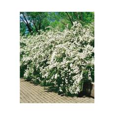Bukettspirea OMNIA GARDEN Spiraea x vanhouttei 80-100cm 100-pack
