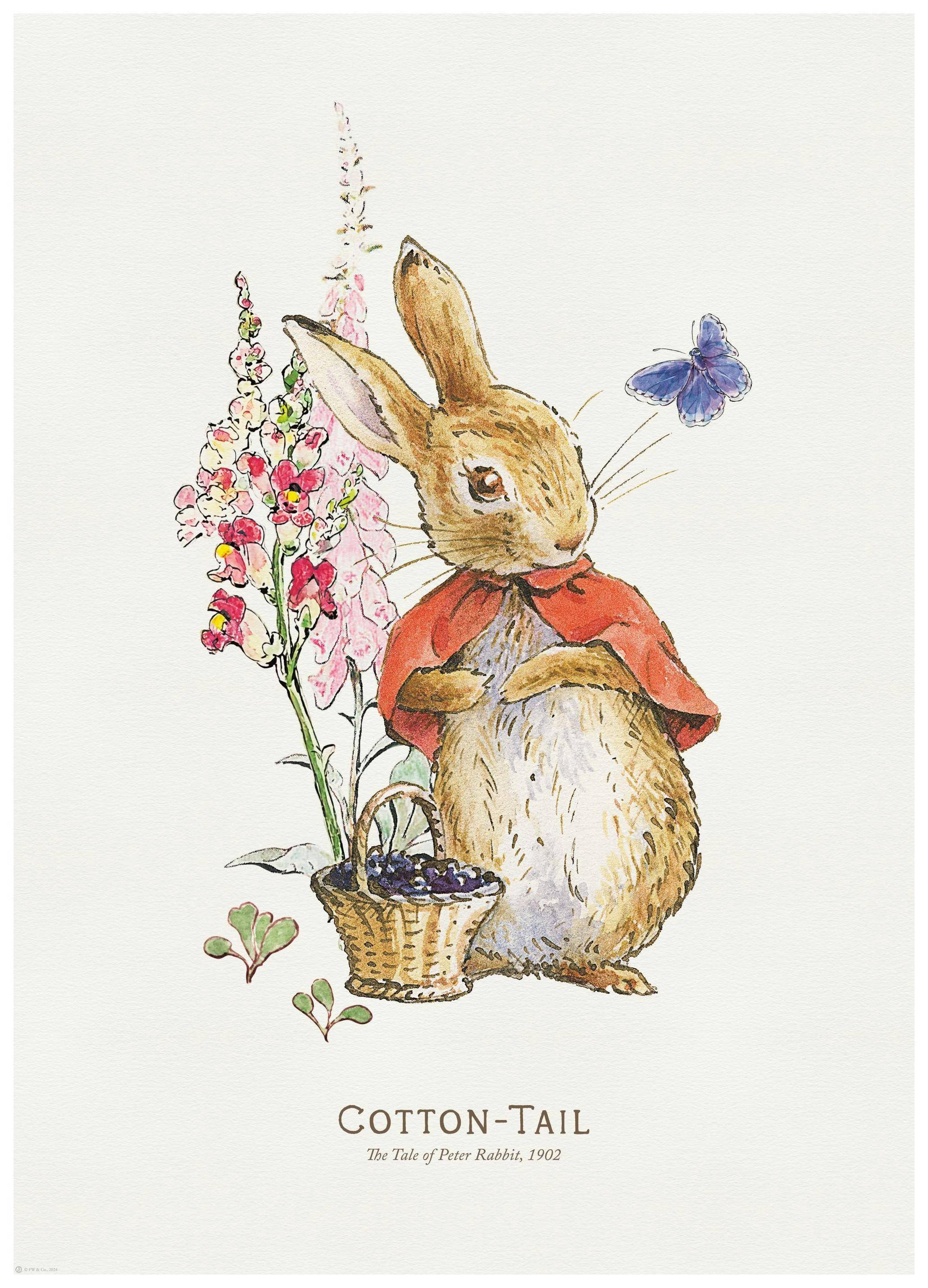 Peter Rabbit - Cotton Tail Illustration Poster (50x70 cm)