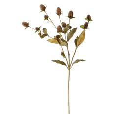 Gomphrena