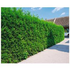 Tuja Thuja occidentalis 'Brabant' 50-70cm 10-pack