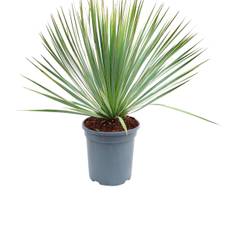 Palmelilje, Yucca rostrata, Ø21 cm potte