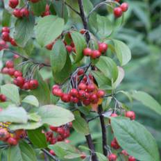 Brunfrugtet Surbær - Buske - Bundt med 5 stk. barrodsplanter - Aronia arbutifolia