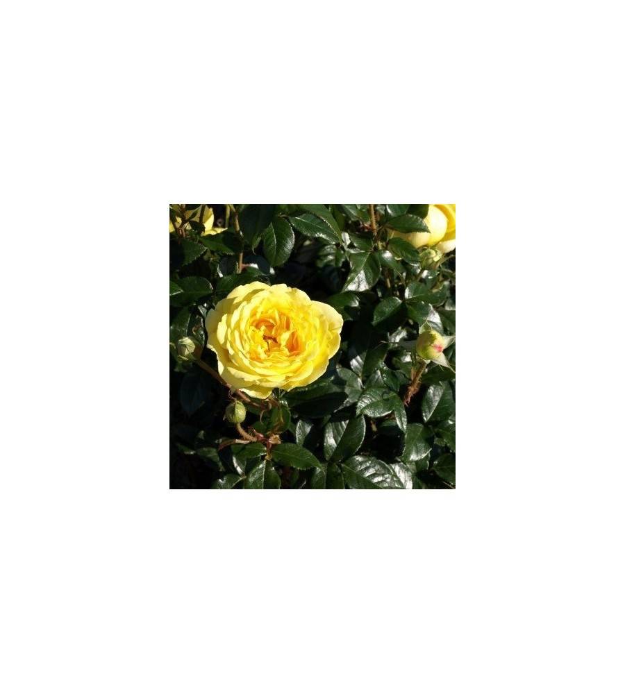 Rose Marselisborg - Slotsrose / Barrods.