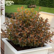 Smällspirea (Storlek: busk C3)