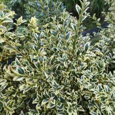 Hvidbroget Buksbom Elegans 25-30 cm. - Buxus sempervirens Elegans