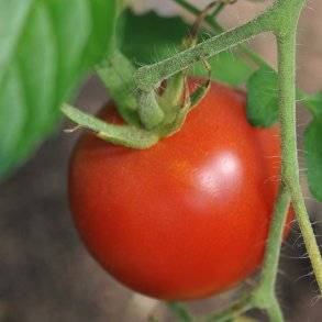 Tomat frø. Pyros. Solanum lycopersicum. F1 Ca. 25 Frø